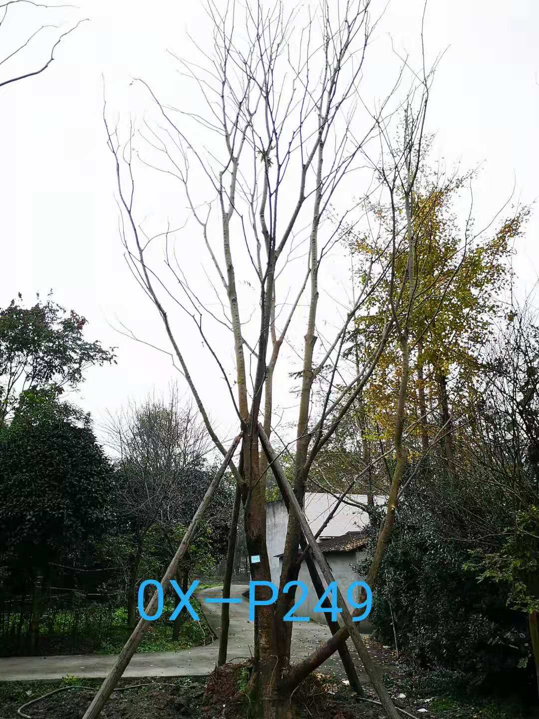 成都市-温江区苗木基地直销的74公分丛生朴树价格详情-价格趋势