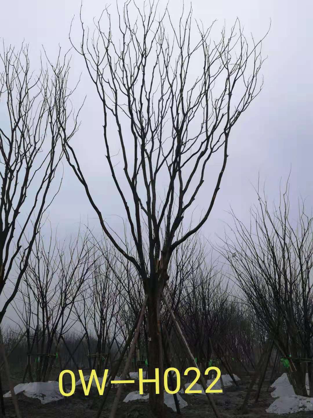 35公分-39公分的精品黄连木在四川省-成都市园林基地价格如何？