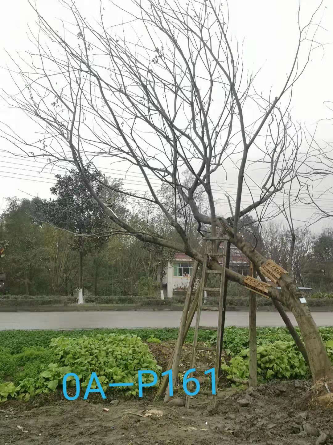 四川省-成都市-温江区园林基地24-29公分斜飘朴树价格怎么样？