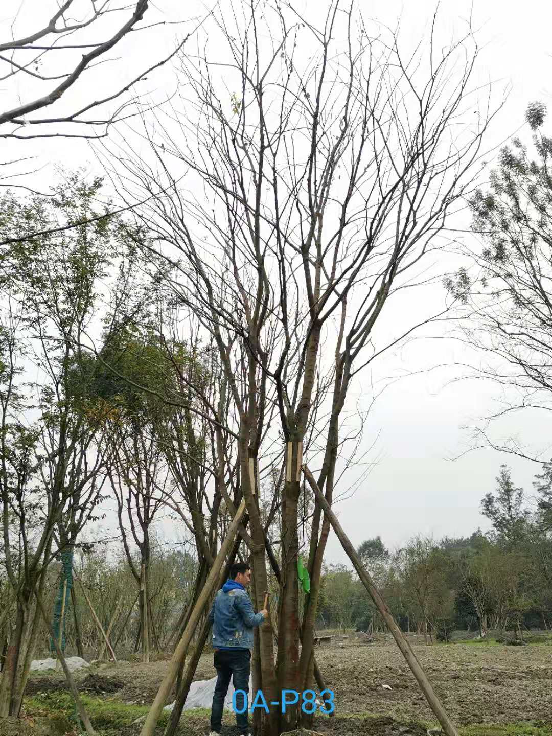 丛生朴树和朴树区别是什么？