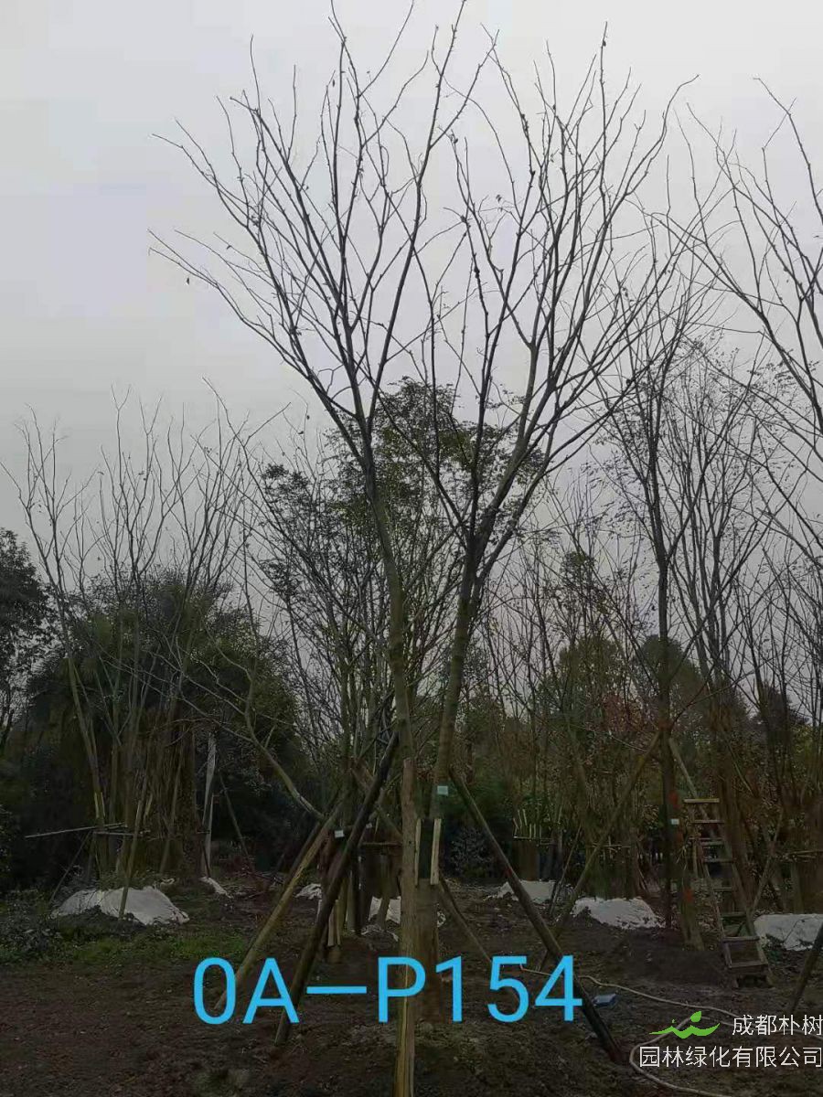 成都市-郫都区苗木基地直销18-19公分树形优美-树冠圆满宽广的精品朴树