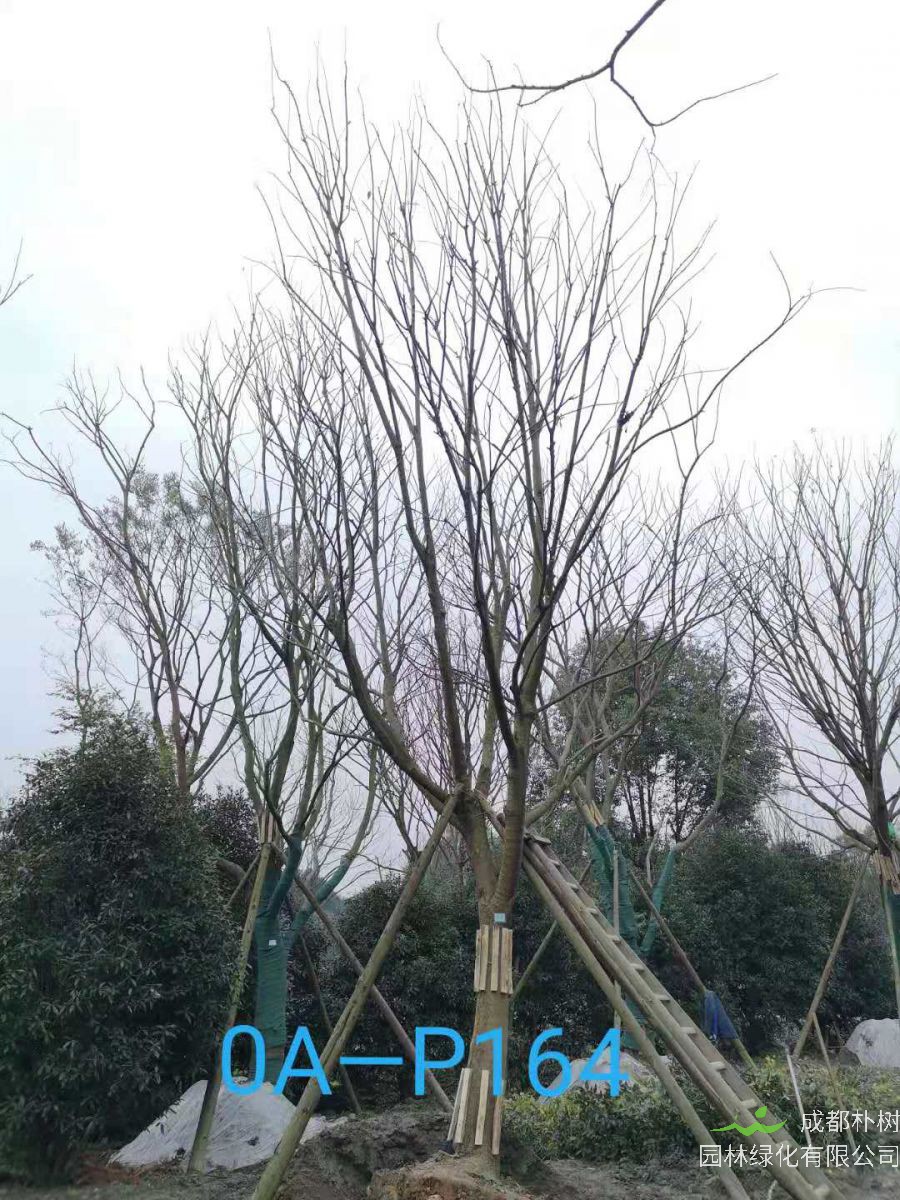 四川省-成都市-双流区苗木基地直销28-31公分精品朴树价格如何？