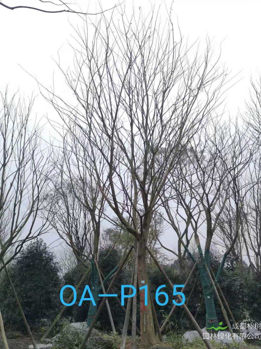 四川省-成都市-双流区苗木基地直销28-31公分精品朴树价格如何？
