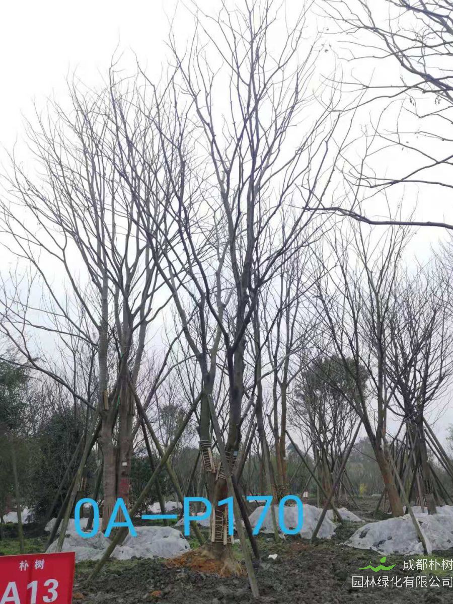 四川省-成都市-双流区苗木基地直销28-31公分精品朴树价格如何？