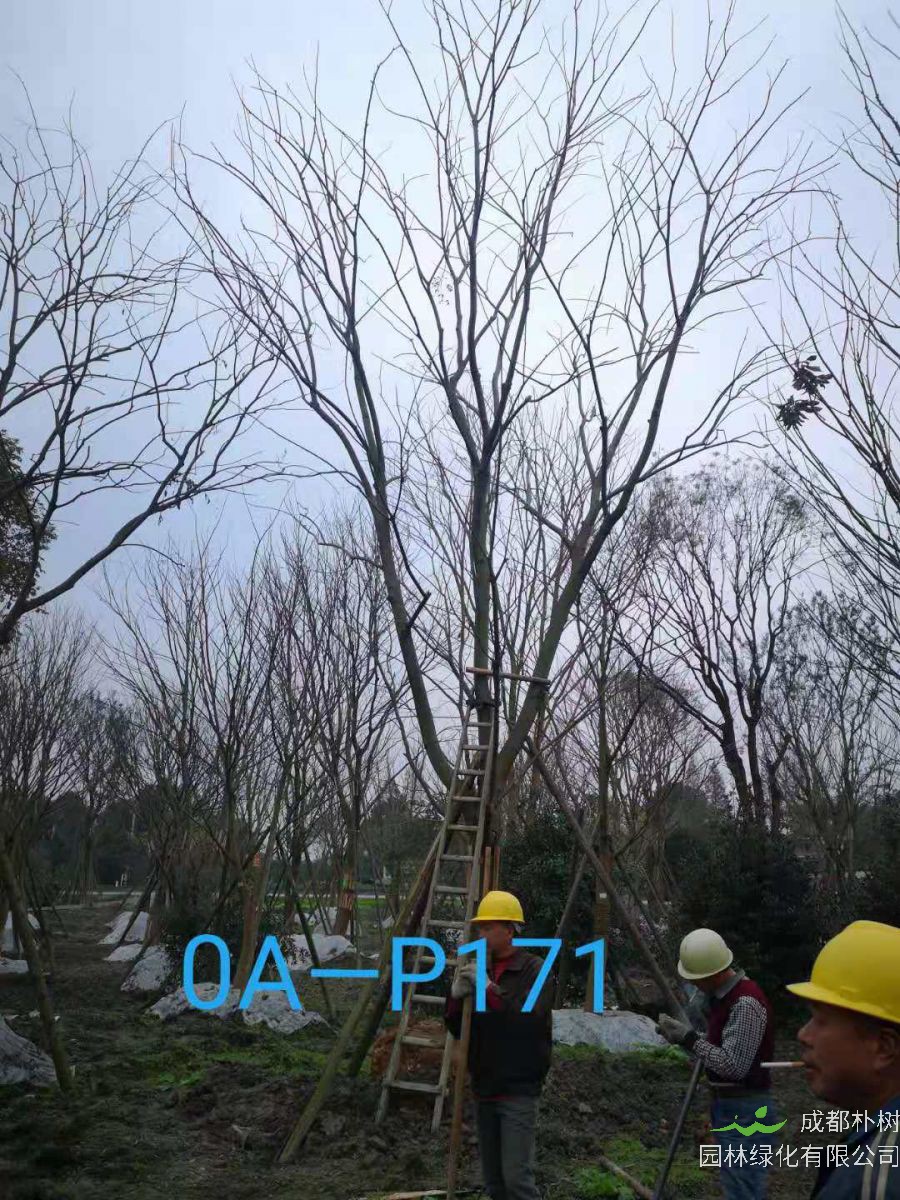 四川省-成都市-双流区苗木基地直销28-31公分精品朴树价格如何？