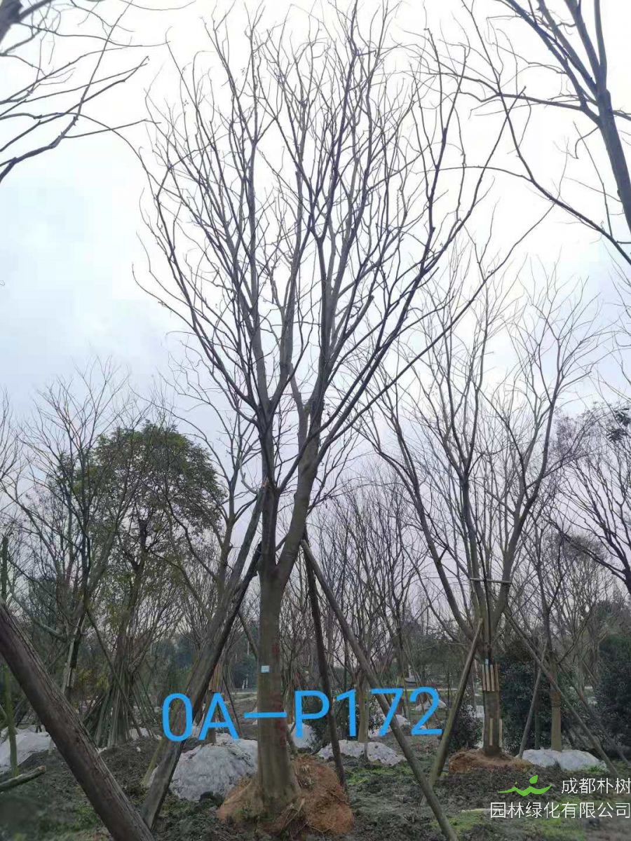 四川省-成都市-双流区苗木基地直销28-31公分精品朴树价格如何？