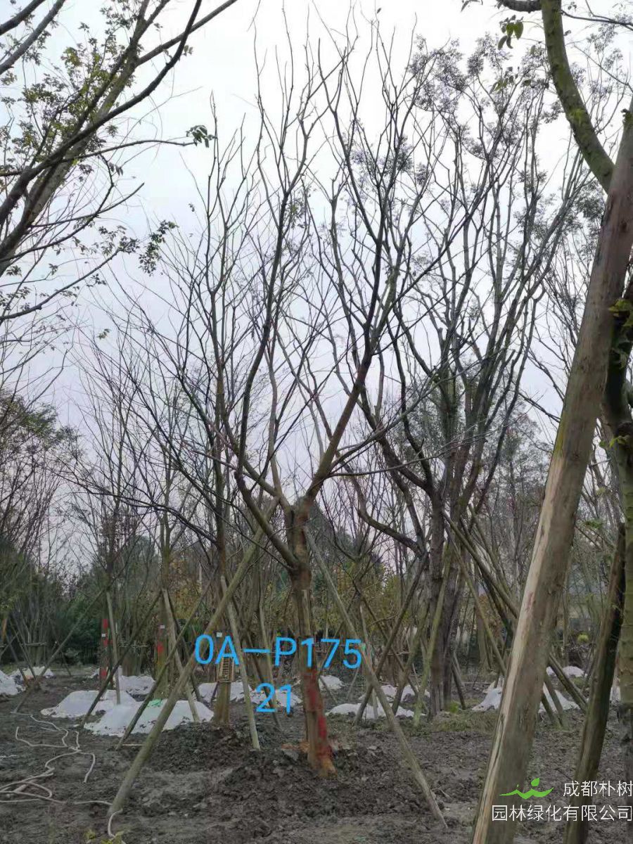 四川省-绵阳市苗木基地直销的18-21公分朴树价格如何？