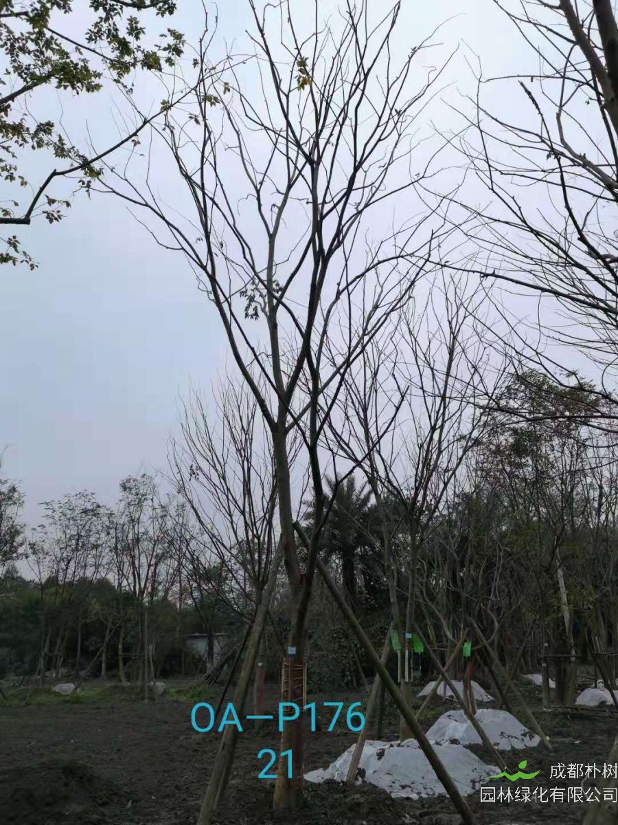 四川省-绵阳市苗木基地直销的18-21公分朴树价格如何？