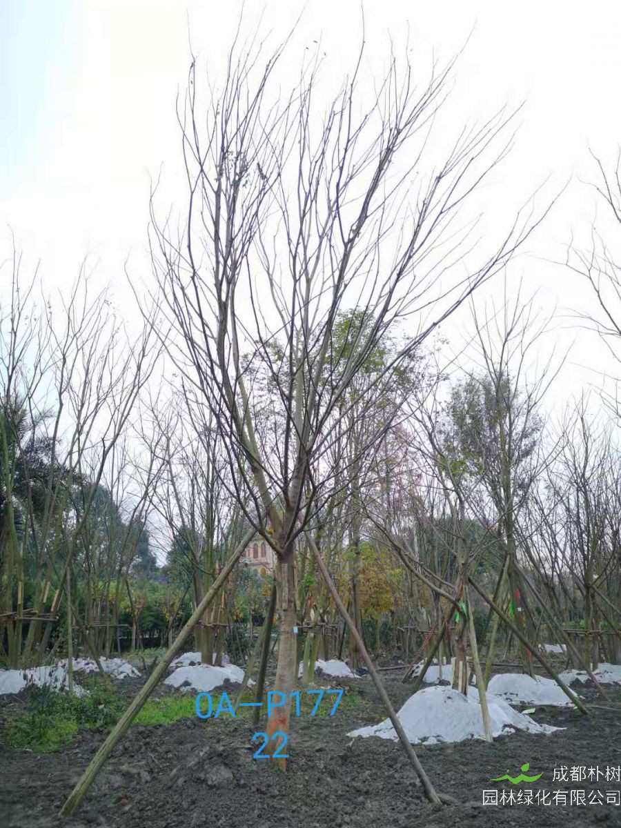 四川省-绵竹市苗木基地直销的22-23公分朴树价格怎么样？