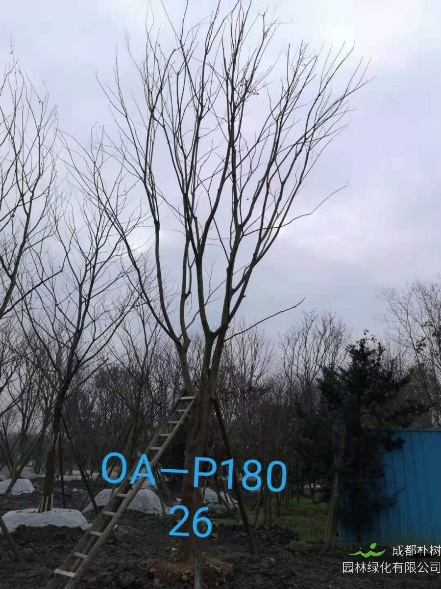 四川省-成都市-郫都区苗木基地直销的24-26公分朴树价格详情