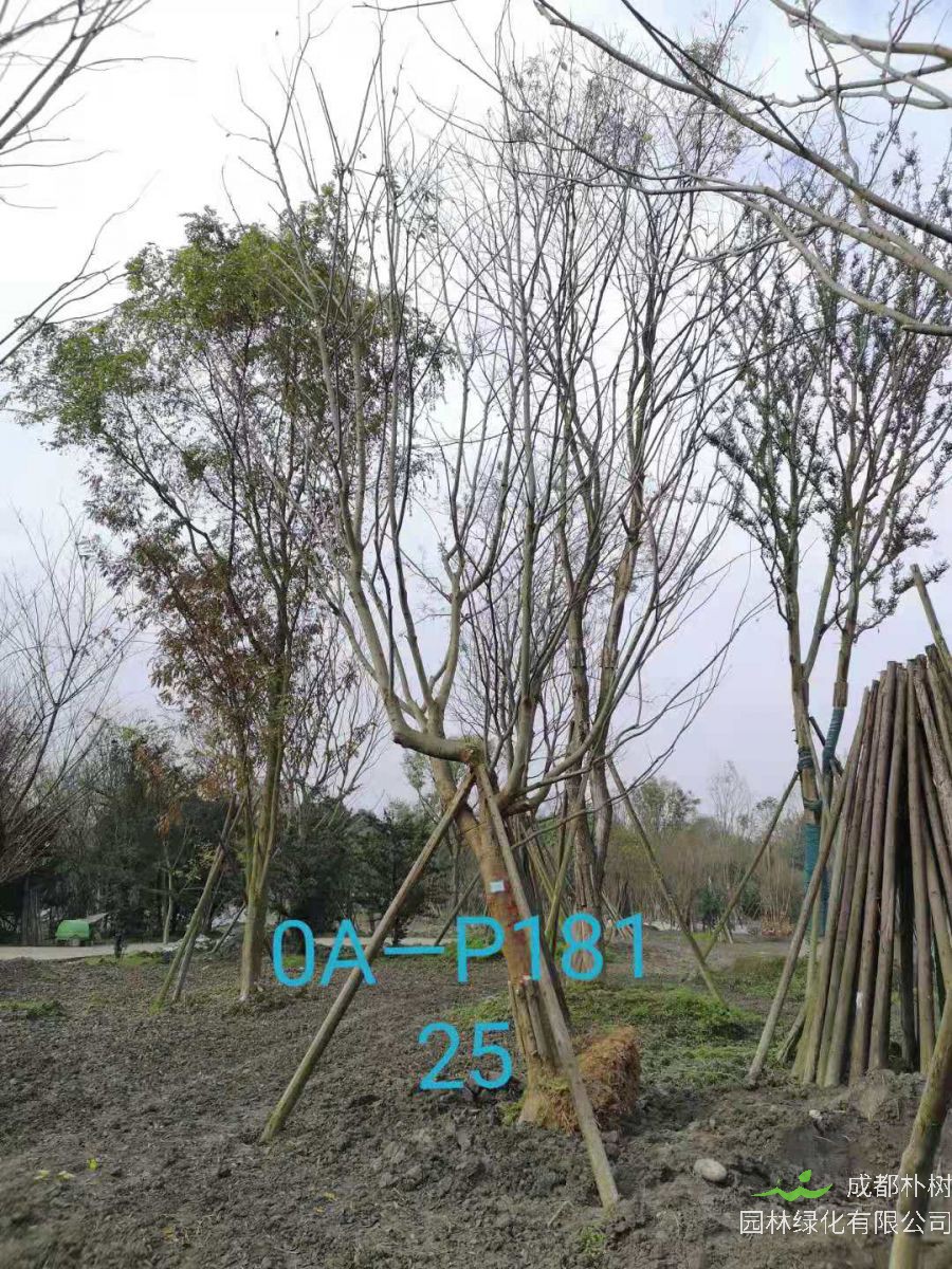 四川省-成都市-郫都区苗木基地直销的24-26公分朴树价格详情