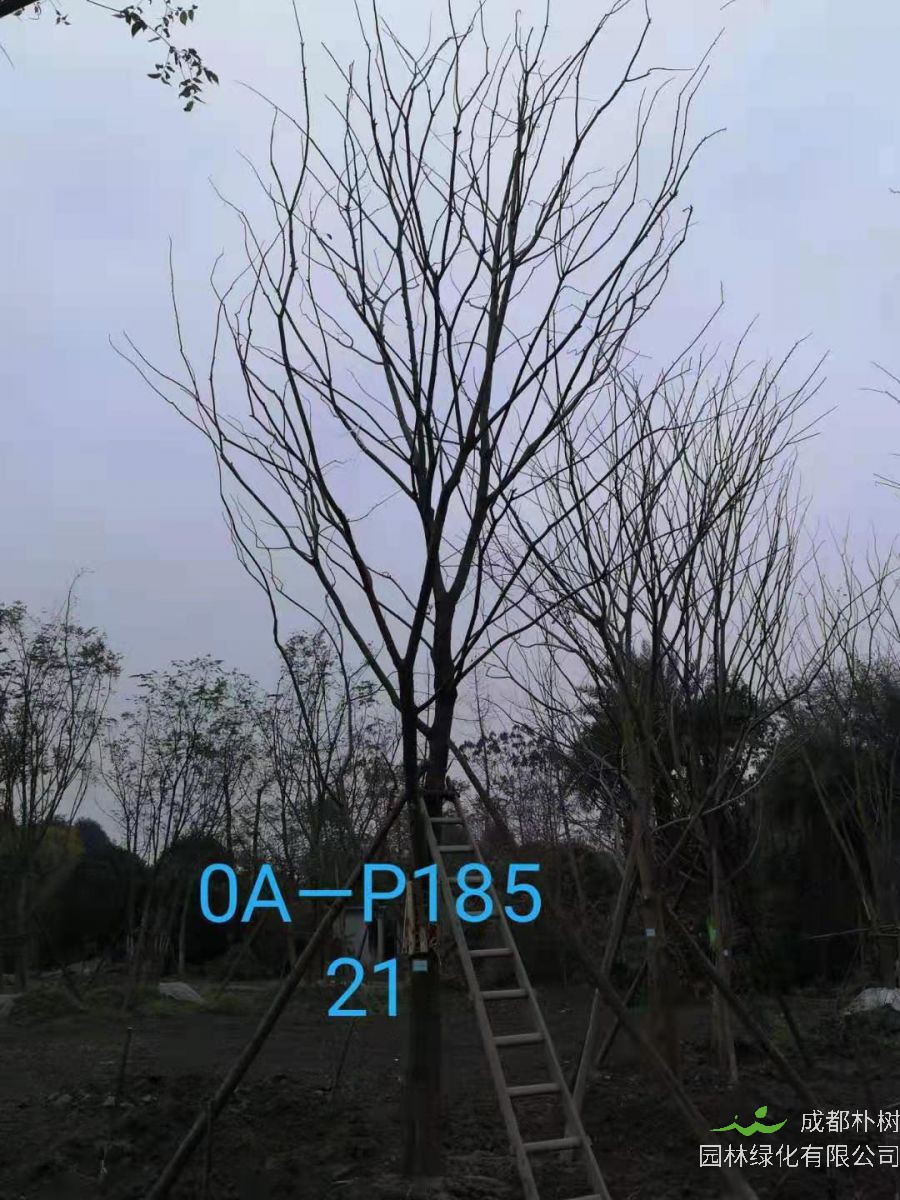 四川省-绵阳市苗木基地直销的18-21公分朴树价格如何？