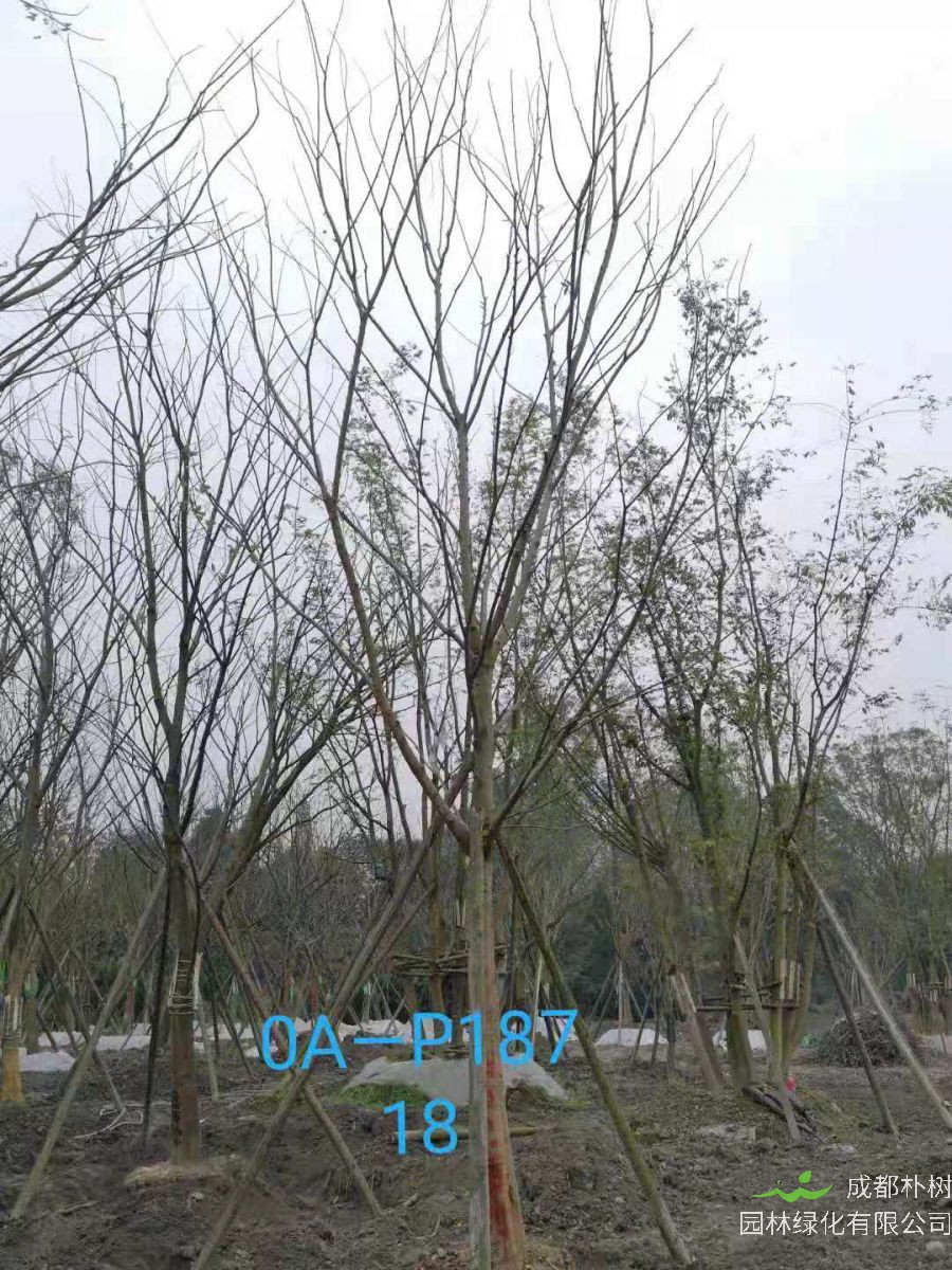 四川省-绵阳市苗木基地直销的18-21公分朴树价格如何？