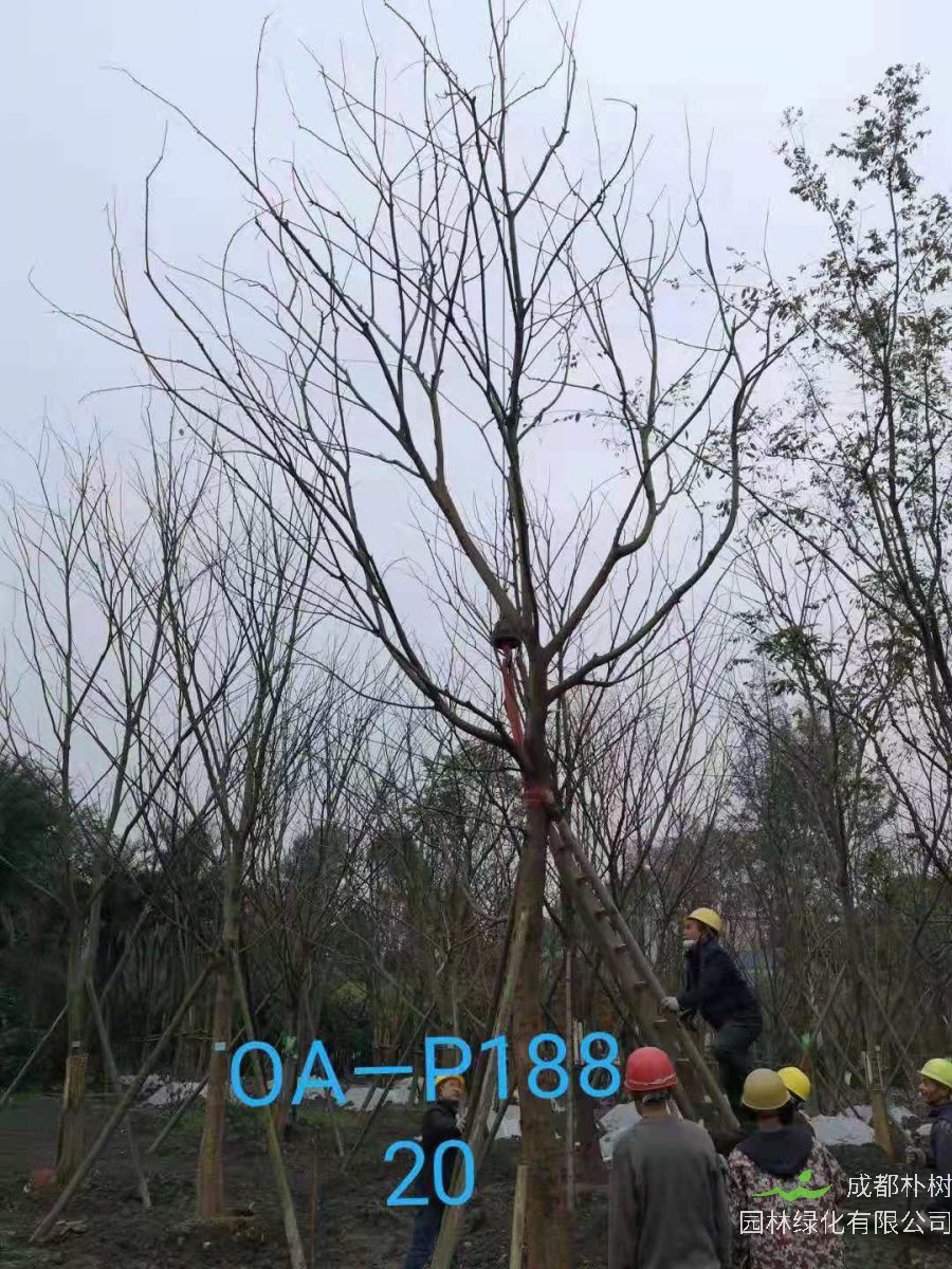 四川省-绵阳市苗木基地直销的18-21公分朴树价格如何？