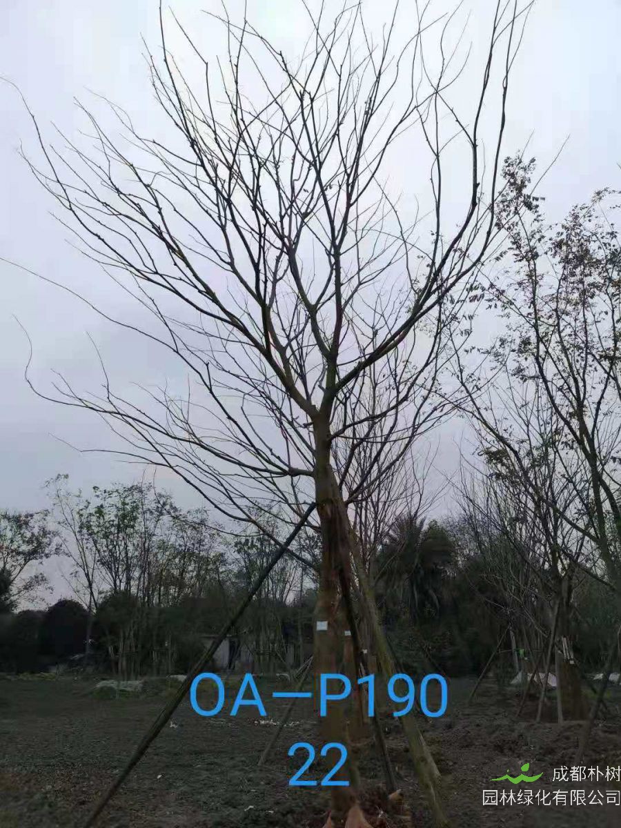四川省-绵竹市苗木基地直销的22-23公分朴树价格怎么样？