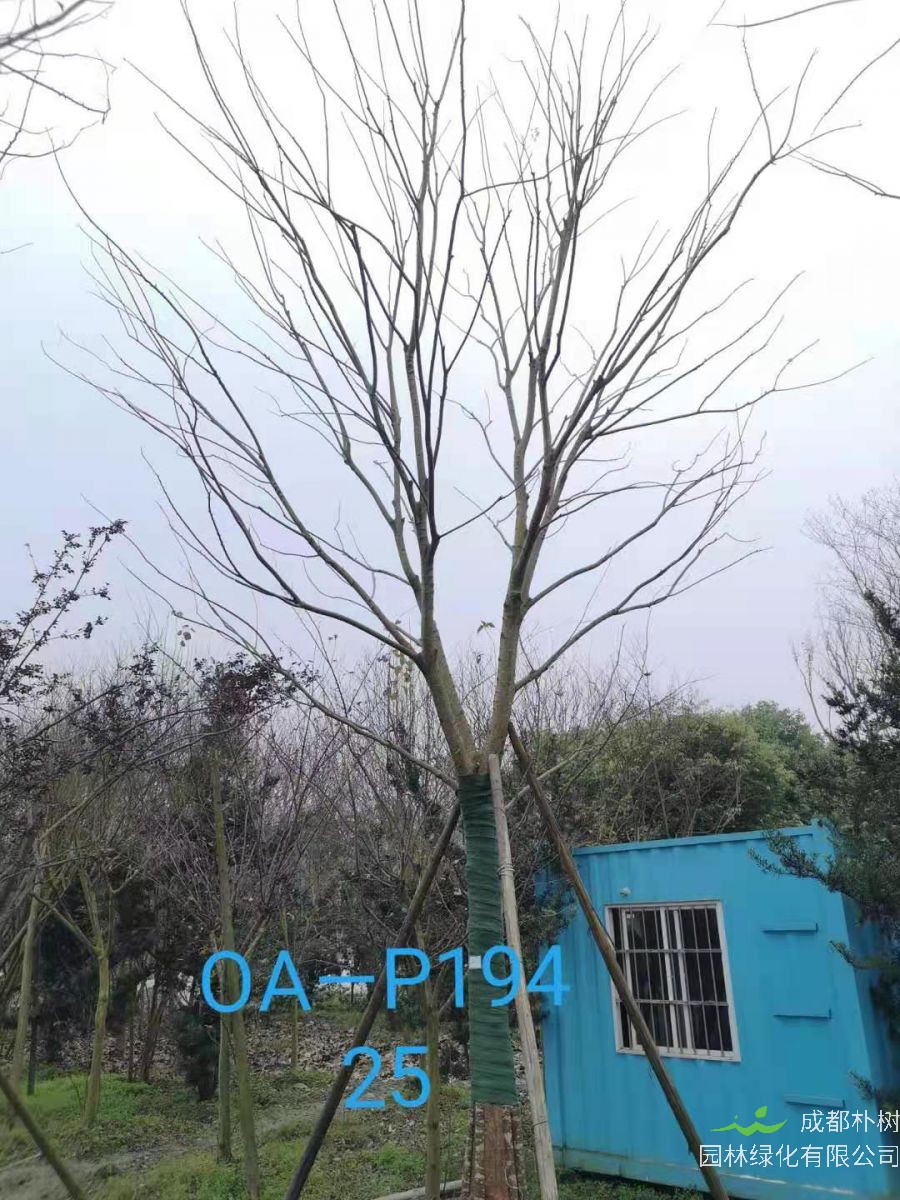 四川省-成都市-郫都区苗木基地直销的24-26公分朴树价格详情