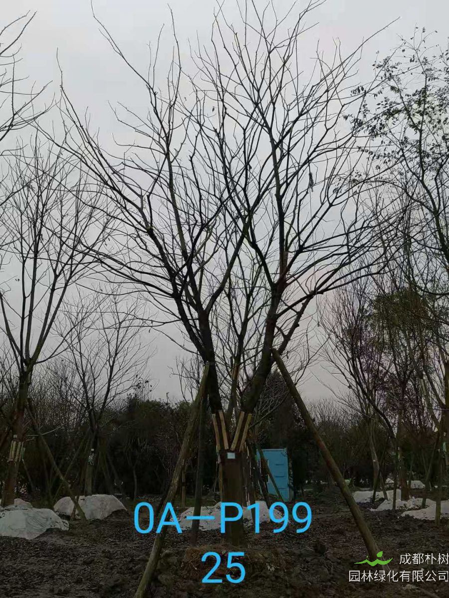 四川省-成都市-郫都区苗木基地直销的24-26公分朴树价格详情
