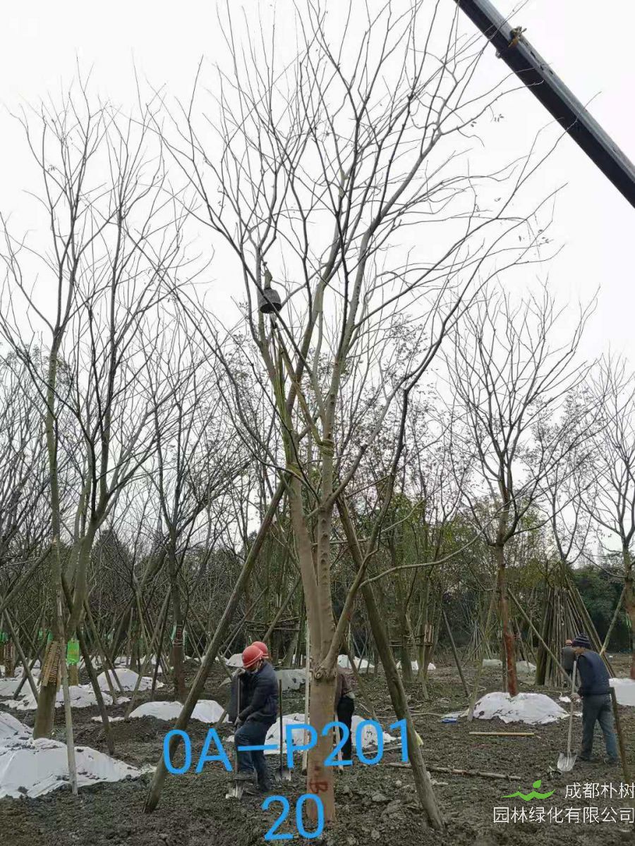 四川省-绵阳市苗木基地直销的18-21公分朴树价格如何？