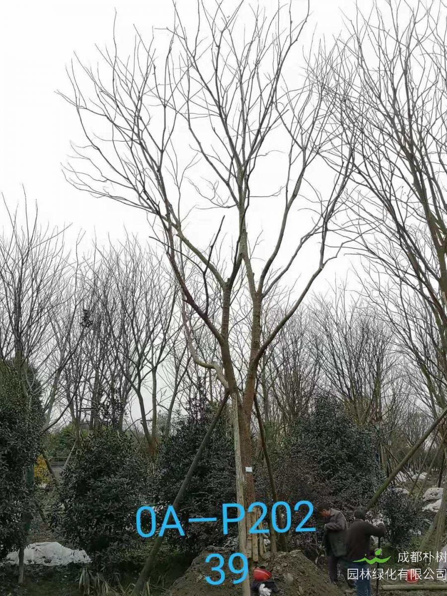 四川省-成都市-双流区苗木基地直销28-31公分精品朴树价格如何？