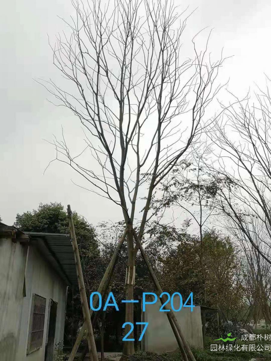 2020年四川省-成都市-温江区苗木基地直销27公分精品朴树价格详情