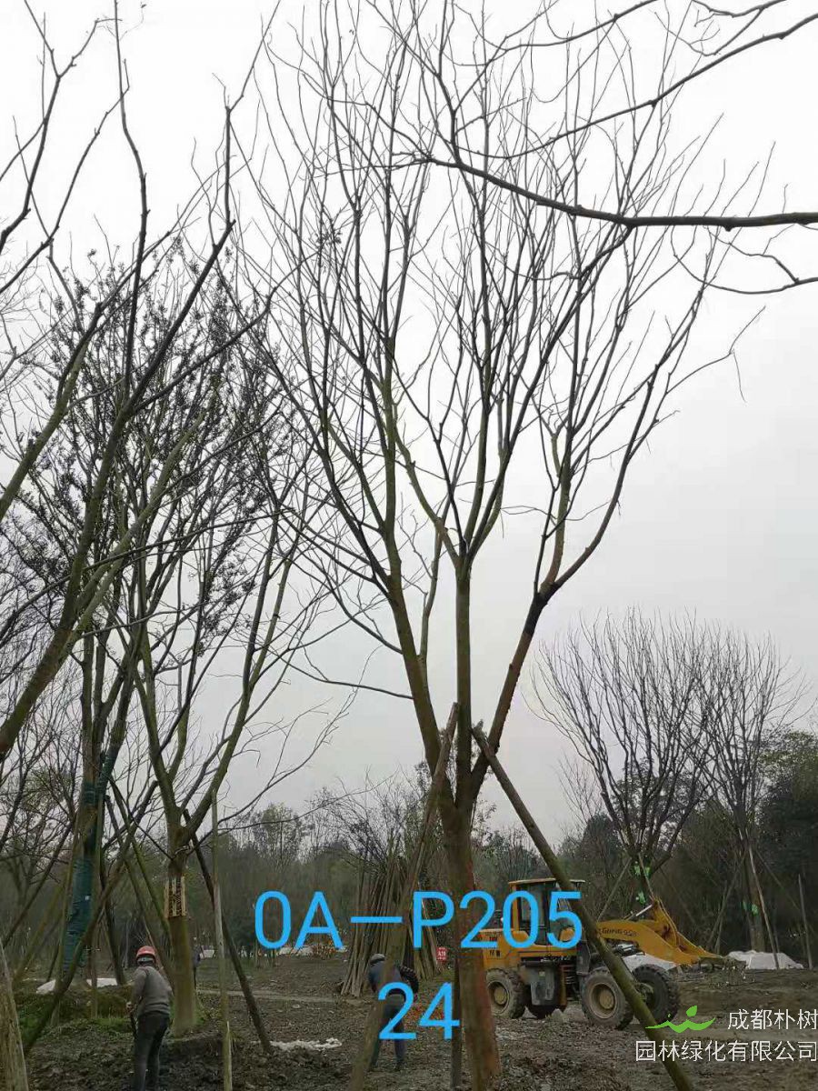 四川省-成都市-郫都区苗木基地直销的24-26公分朴树价格详情