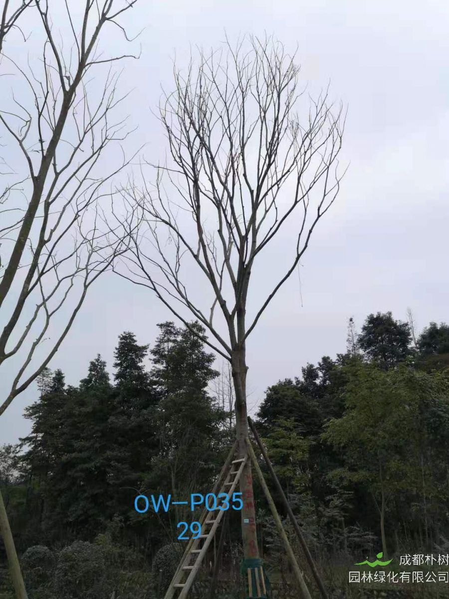 四川省-成都市-双流区苗木基地直销28-31公分精品朴树价格如何？