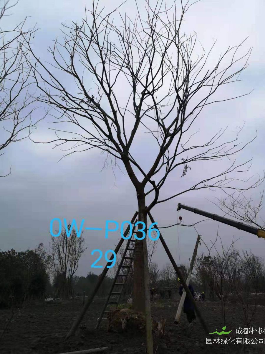 四川省-成都市-双流区苗木基地直销28-31公分精品朴树价格如何？