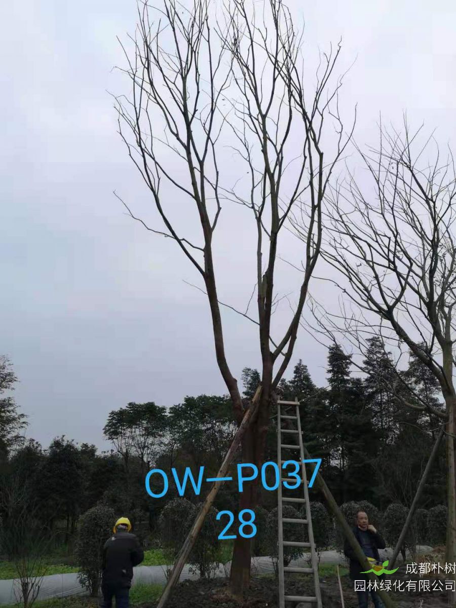 四川省-成都市-双流区苗木基地直销28-31公分精品朴树价格如何？