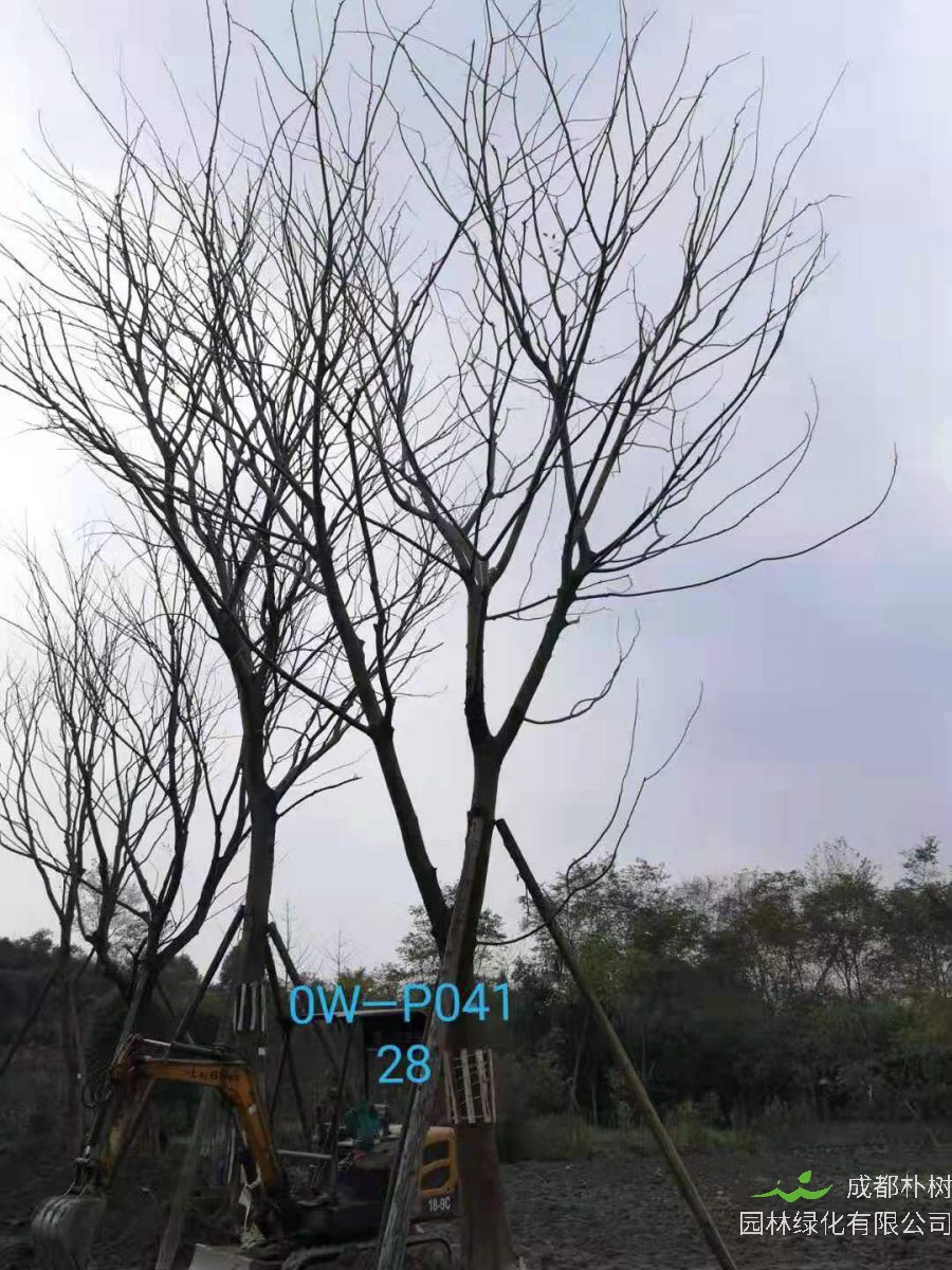 四川省-成都市-双流区苗木基地直销28-31公分精品朴树价格如何？