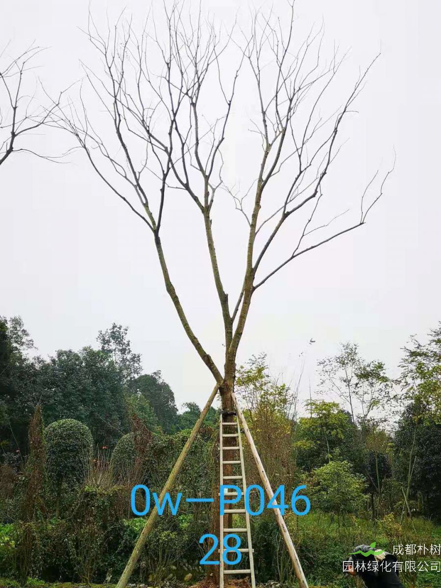 四川省-成都市-双流区苗木基地直销28-31公分精品朴树价格如何？