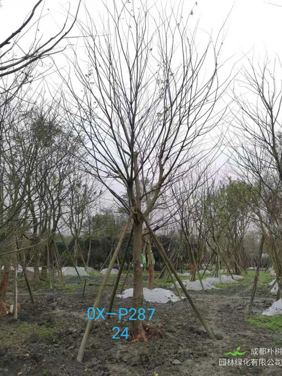四川省-成都市-郫都区苗木基地直销的24-26公分朴树价格详情