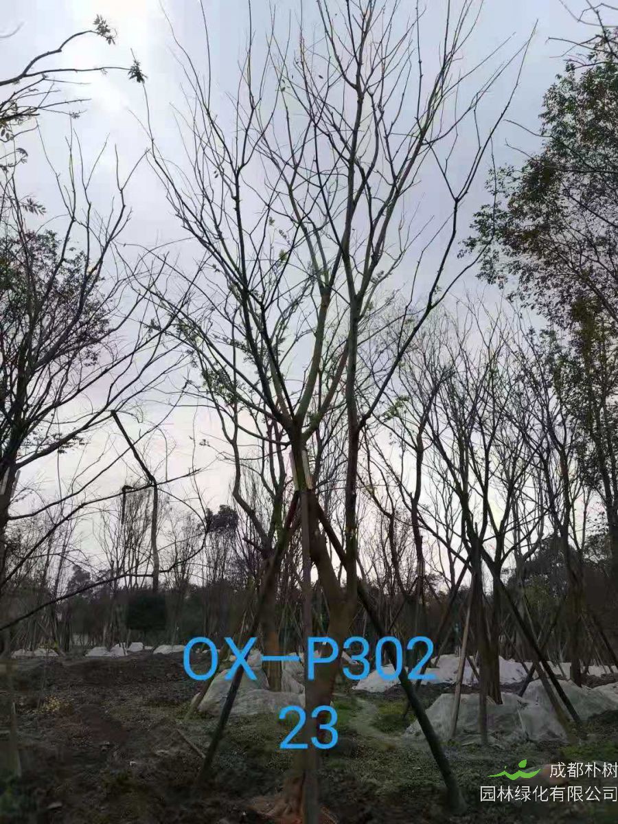 四川省-绵竹市苗木基地直销的22-23公分朴树价格怎么样？