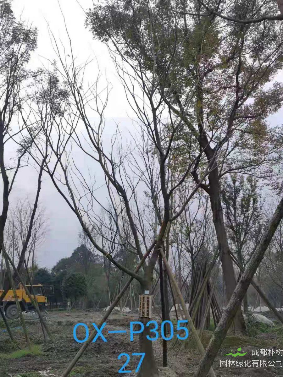 2020年四川省-成都市-温江区苗木基地直销27公分精品朴树价格详情