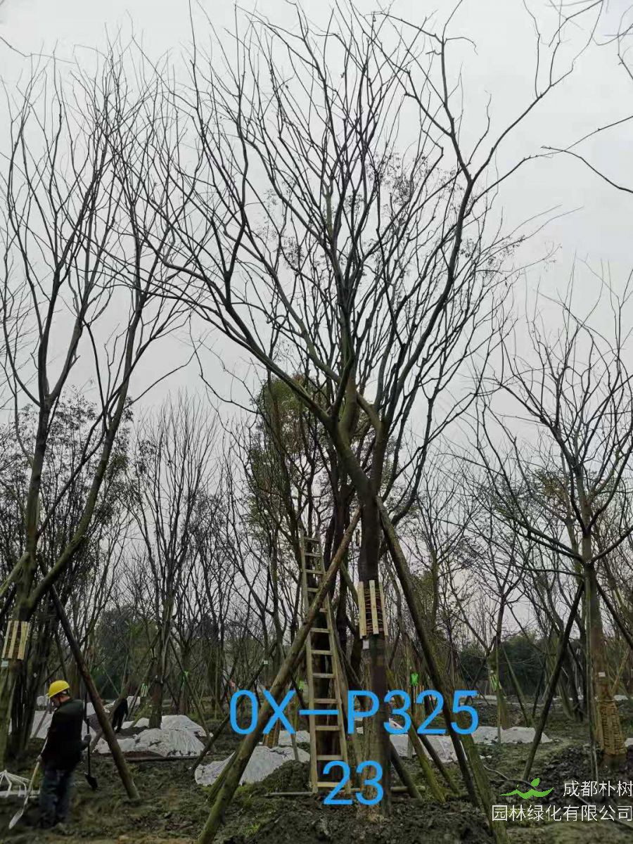 四川省-绵竹市苗木基地直销的22-23公分朴树价格怎么样？