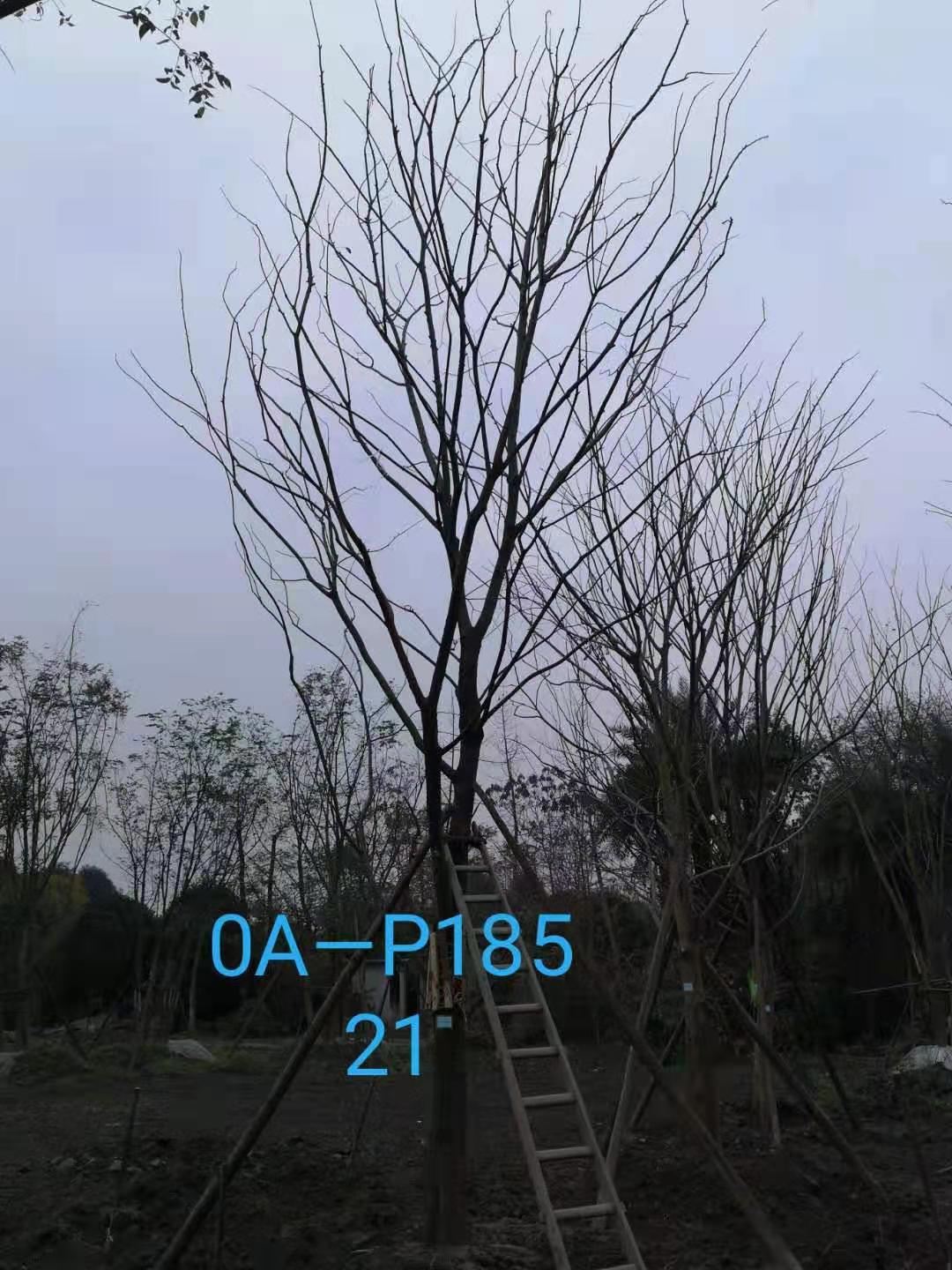 四川省-绵阳市苗木基地直销的18-21公分朴树价格如何？