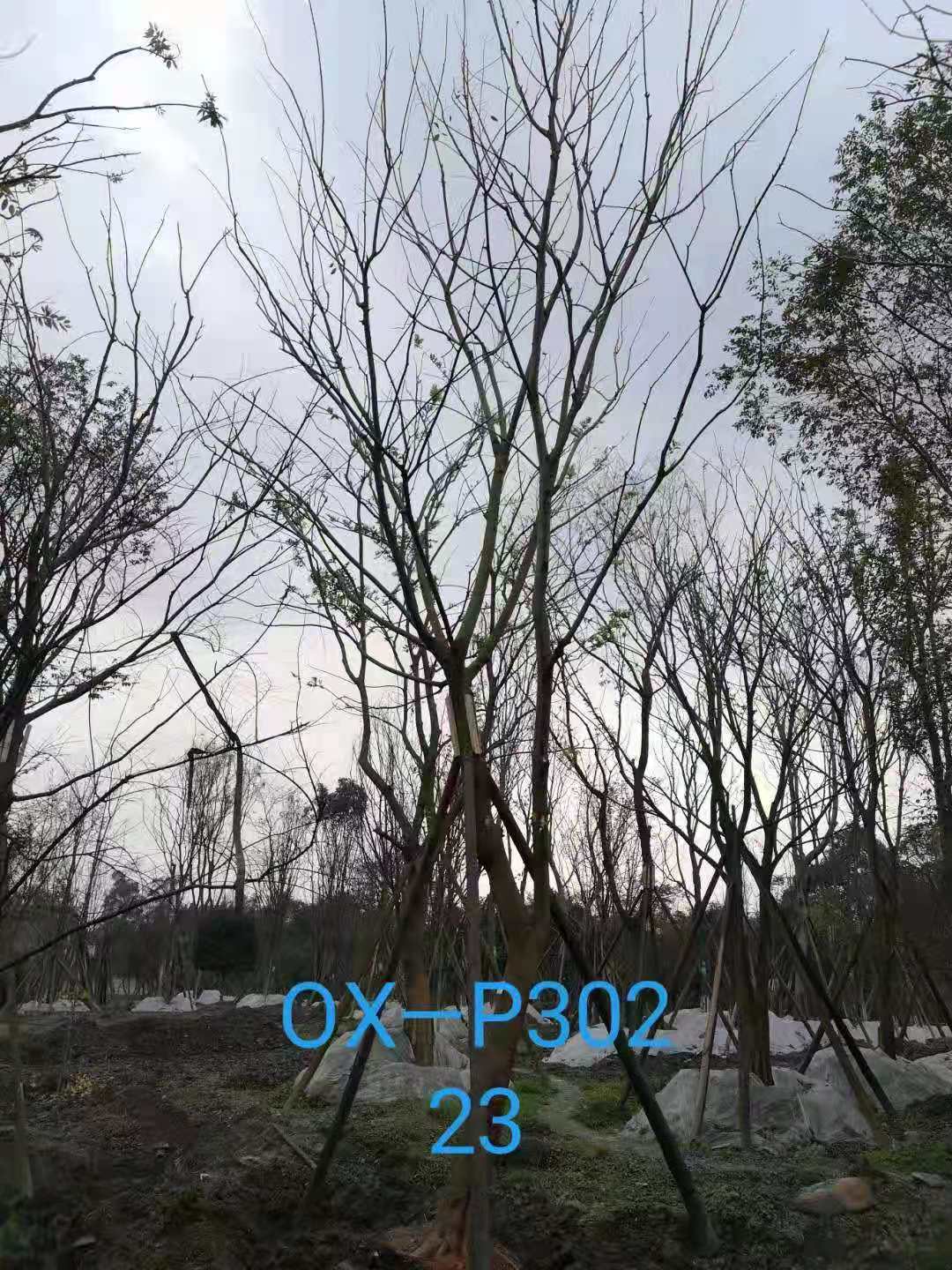 四川省-绵竹市苗木基地直销的22-23公分朴树价格怎么样？