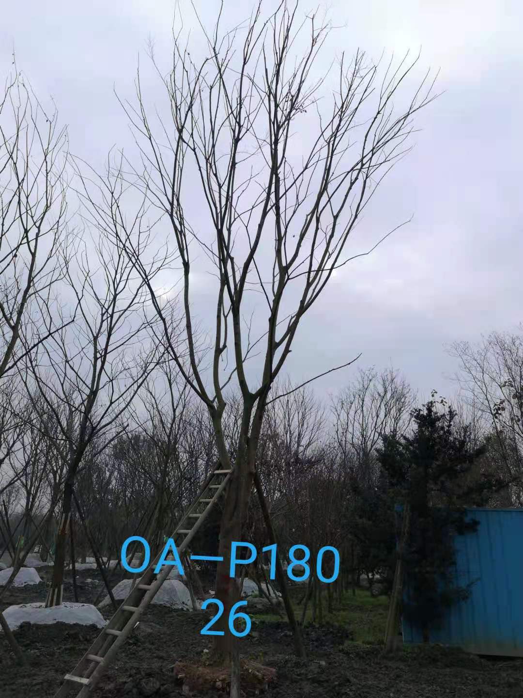 四川省-成都市-郫都区苗木基地直销的24-26公分朴树价格详情