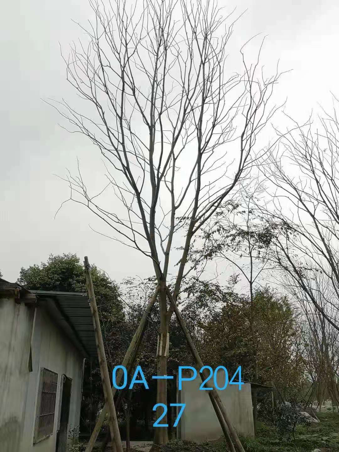 2020年四川省-成都市-温江区苗木基地直销27公分精品朴树价格详情