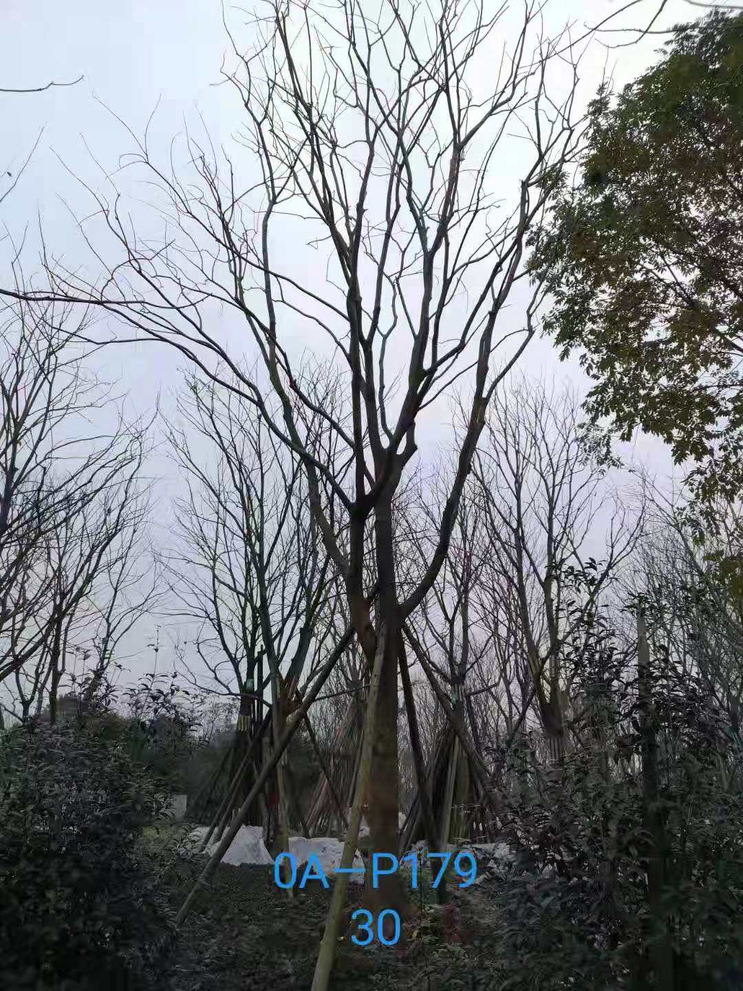 四川省-成都市-双流区苗木基地直销28-31公分精品朴树价格如何？