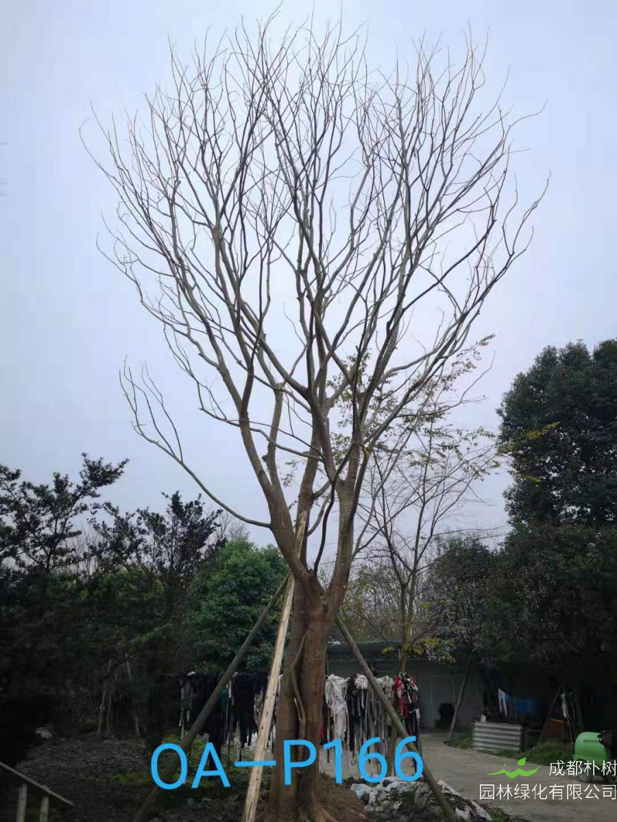 四川省-自贡市苗木基地直销47-48公分树形优美-树姿端庄的精品朴树