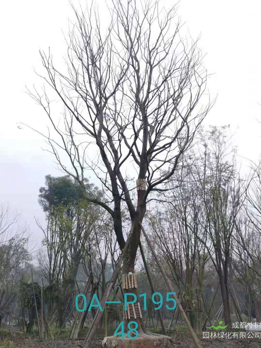 四川省-自贡市苗木基地直销47-48公分树形优美-树姿端庄的精品朴树
