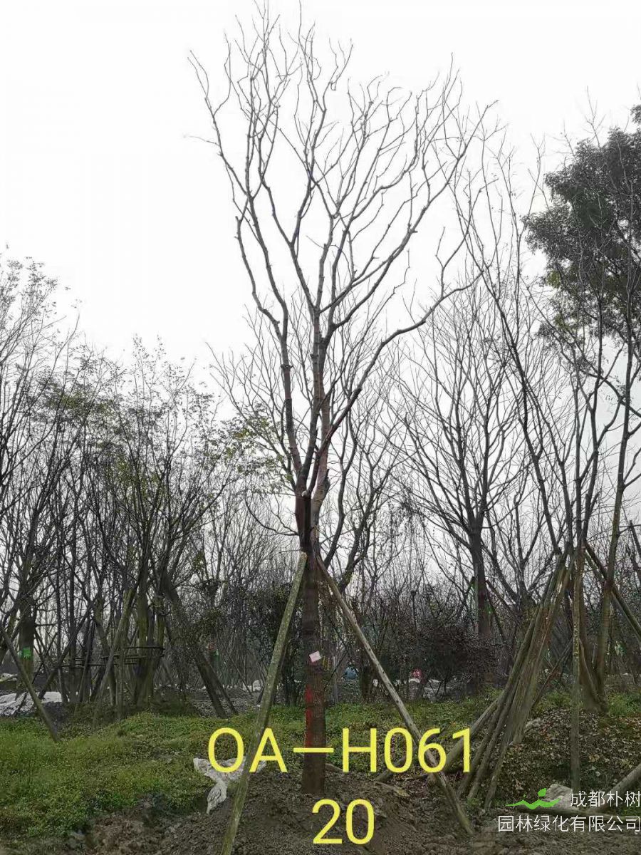 四川省-成都市-温江区18-21公分精品黄连木价格怎么样？