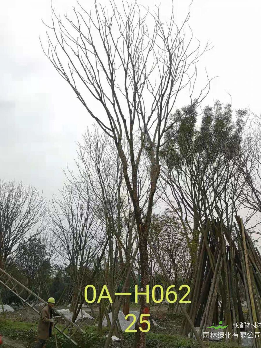 四川省-成都市苗木基地供应的24-25公分精品黄连木价格详情-价格趋势