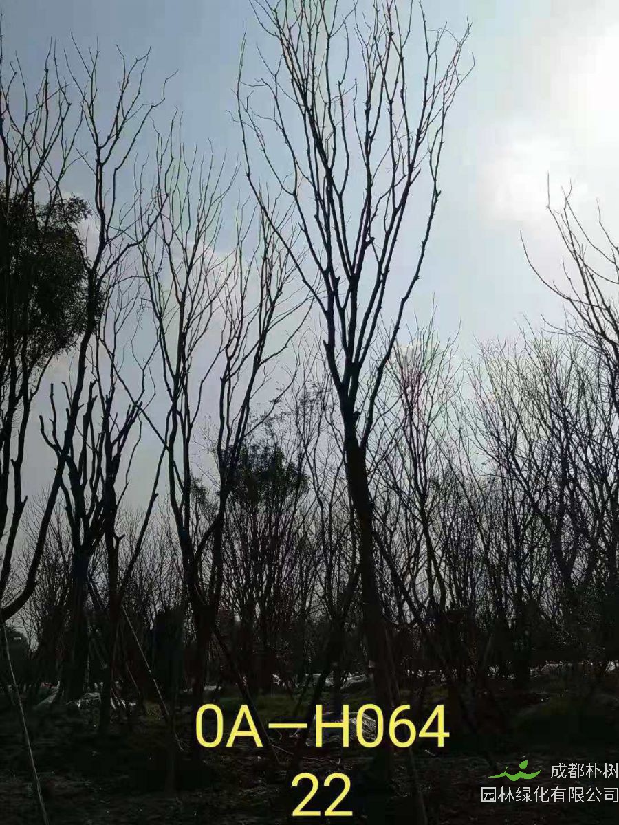 四川省-成都市-郫都区苗木基地供应的22-23公分精品黄连木价格怎么样？