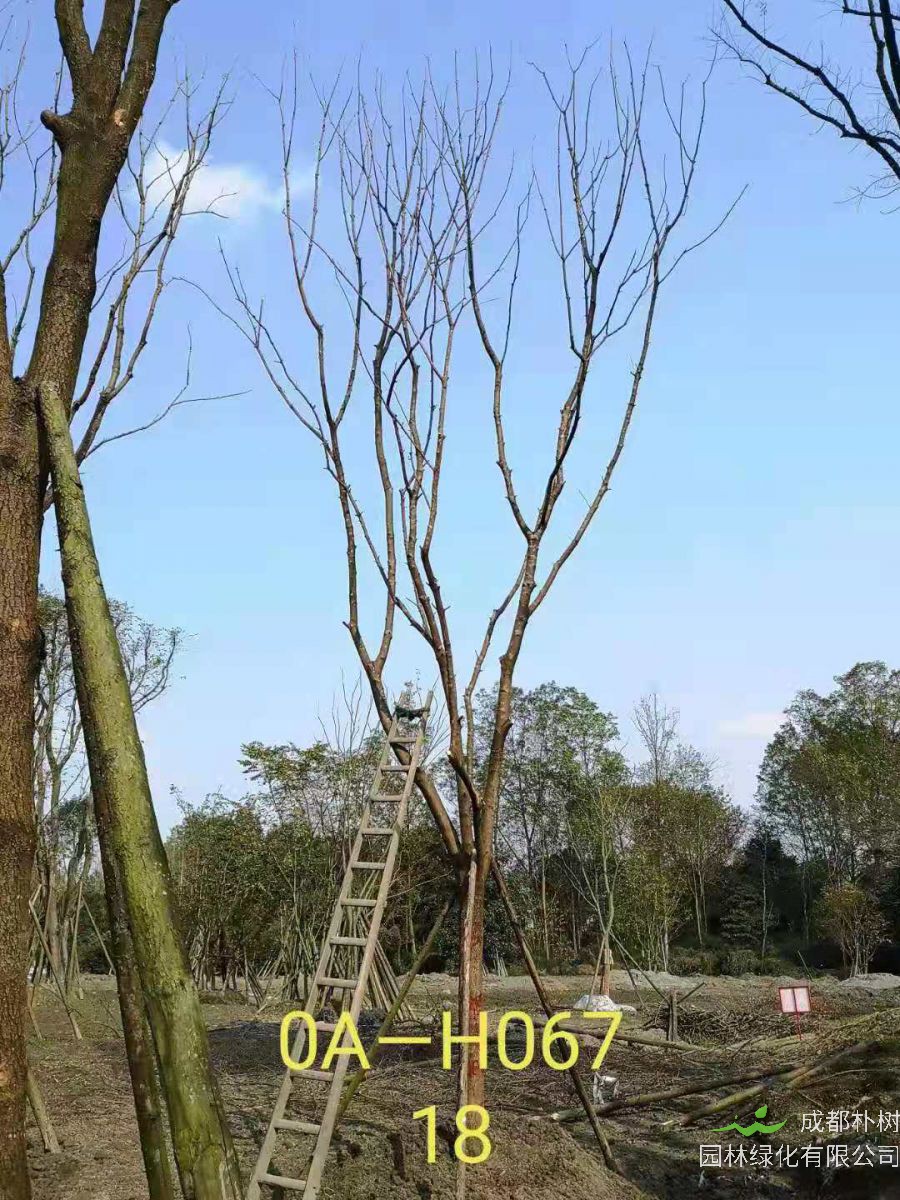 四川省-成都市-温江区18-21公分精品黄连木价格怎么样？