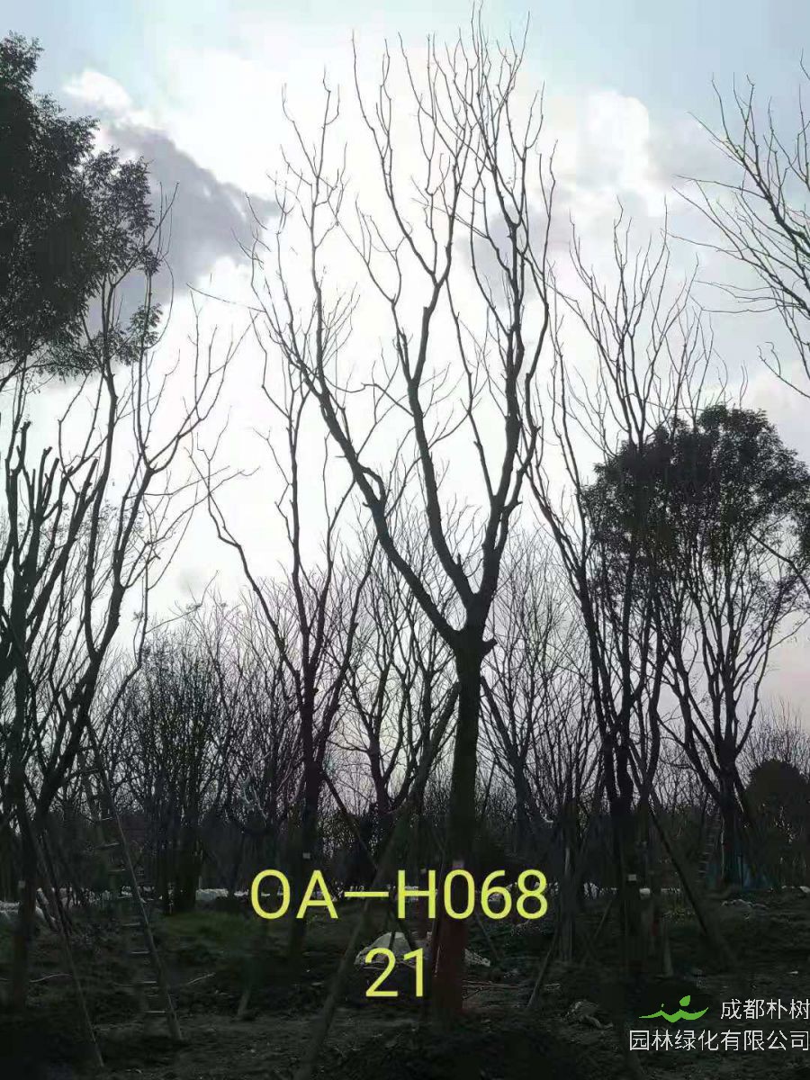 四川省-成都市-温江区18-21公分精品黄连木价格怎么样？