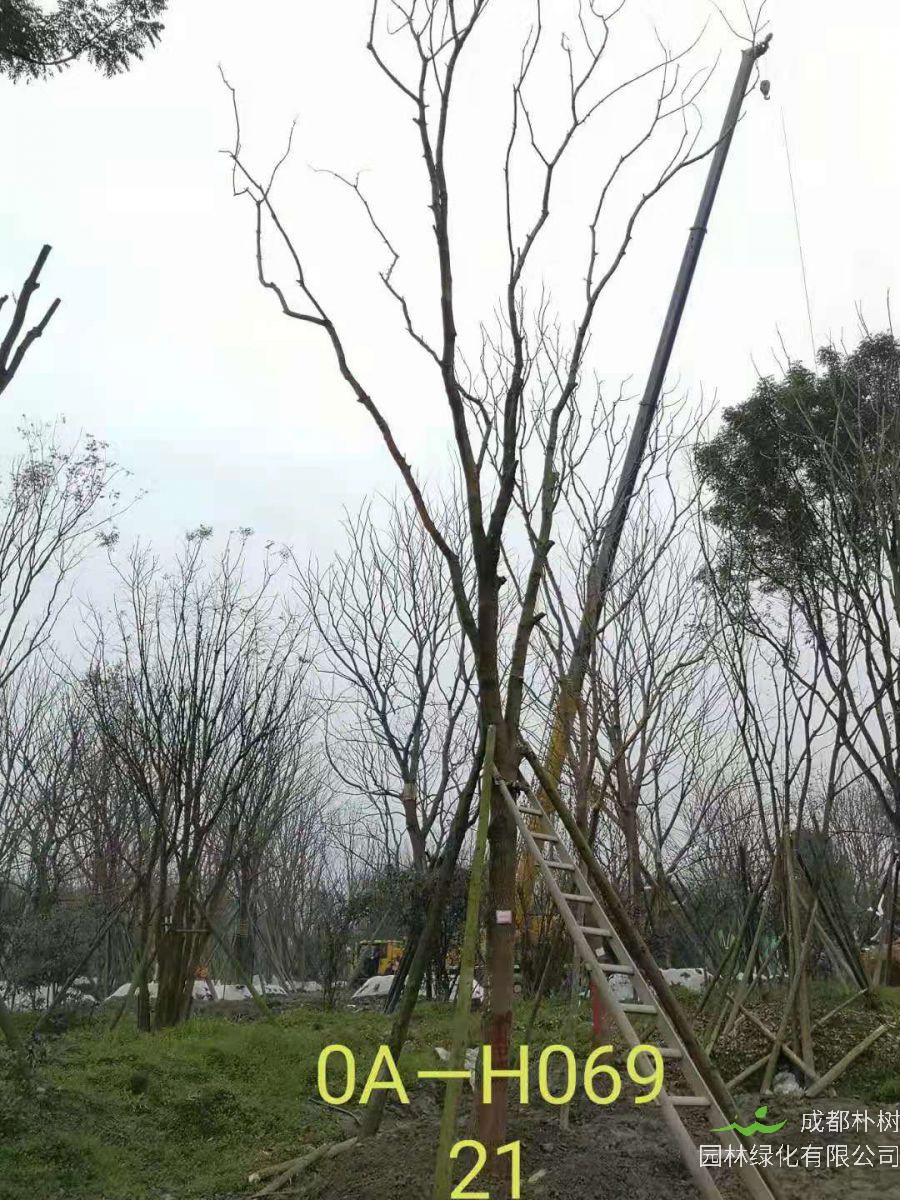 四川省-成都市-温江区18-21公分精品黄连木价格怎么样？