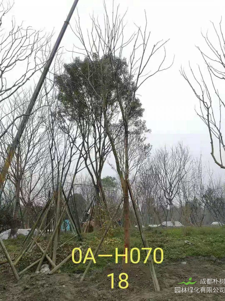 四川省-成都市-温江区18-21公分精品黄连木价格怎么样？