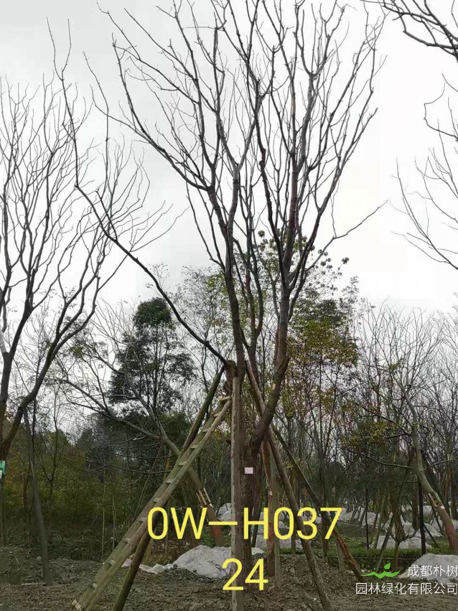 四川省-成都市苗木基地供应的24-25公分精品黄连木价格详情-价格趋势