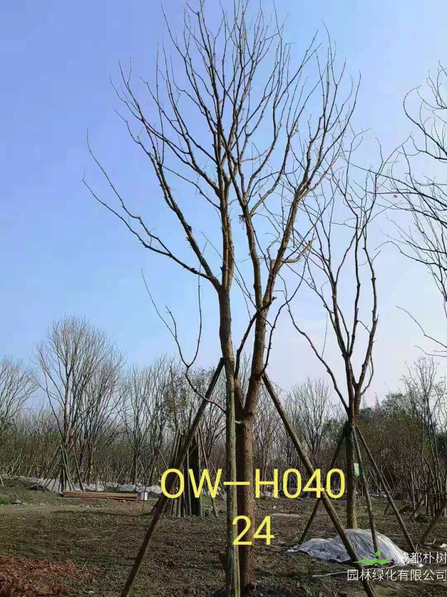 四川省-成都市苗木基地供应的24-25公分精品黄连木价格详情-价格趋势